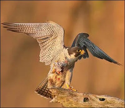 Comment dit-on "plume" ?