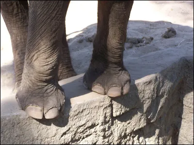 En Vieux Norrois, "patte" se dit...