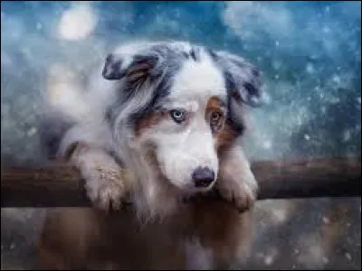 La reine Elisabeth II l'adorait au point d'en avoir eu plusieurs au cours de sa vie :