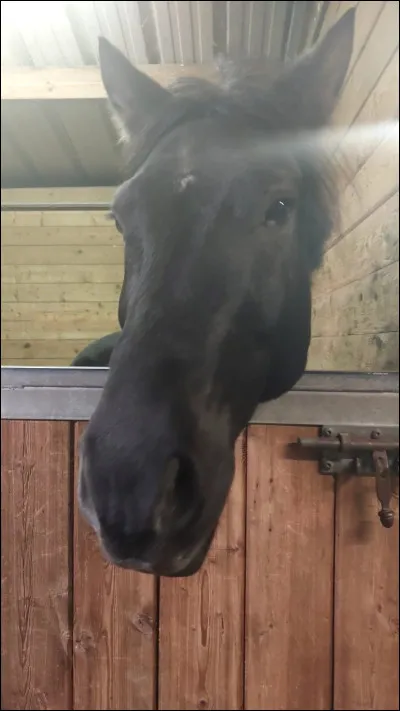 Aimes-tu les chevaux ?