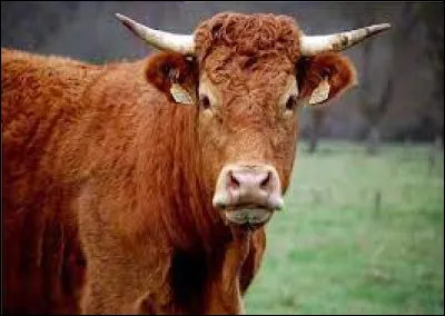 Il manque deux ou trois mots dans cette expression "avoir un buf" :