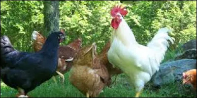 Il manque deux mots dans cette expression "il est comme une poule qui a trouvé" :