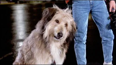 Dans quel film rencontre-t-on le chien Einstein ?