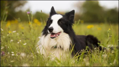 "Où est donc passé ce chien / Je le cherche partout / Où est donc passé ce chien / Il va me rendre fou...". Qui chante "Mirza" en 1966 ?