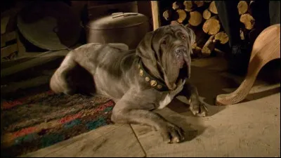 Dans "Harry Potter", quel est le nom de ce chien, compagnon d'Hagrid ?