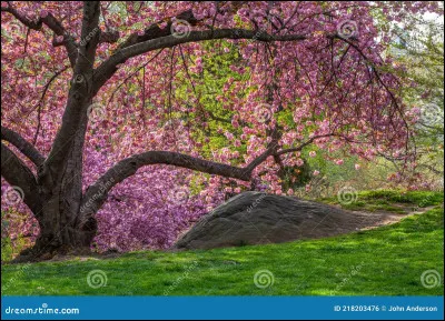 De quelle couleur est ce cerisier ?