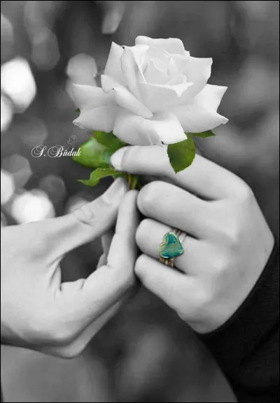 À qui appartiennent les paroles de chanson "Elle qui ne rêvait que d'amour, j'avais son cur entre les mains" ?