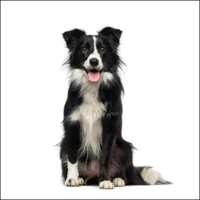 Quel est ce chien qui aide le berger ?