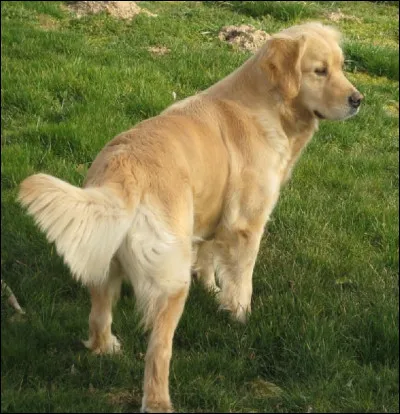 Quel est ce toutou ?