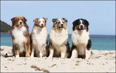 Quelle la race de ce super chien ?