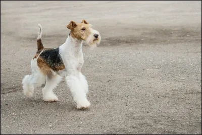 Quel est ce beau toutou ?