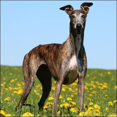 Quelle est cette race de chien ?