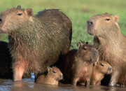 Quiz Les capybaras