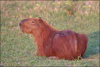 Qu'est-ce qu'un capybara ?