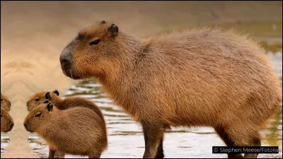Le capybara est le plus grand rongeur actuel. Son poids et sa taille à l'âge adulte sont environ...