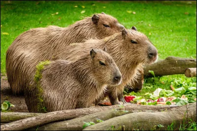 Le capybara a un régime omnivore.