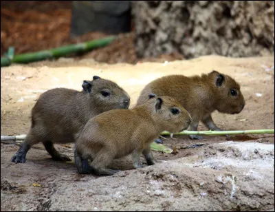 Quel est le nom scientifique du capybara ?