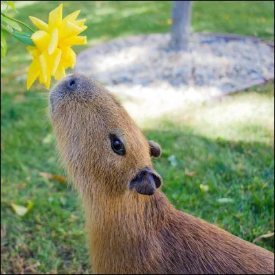 Le capybara a plusieurs noms. Trouve le bon parmi les autres.
