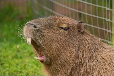 Peut-on le domestiquer ? Pourquoi ?