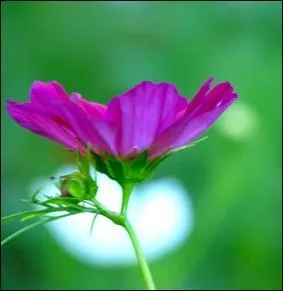 En anatomie florale, par quoi le calice est-il form ?