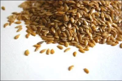 En quoi les graines olagineuses sont-elles particulirement riches ?