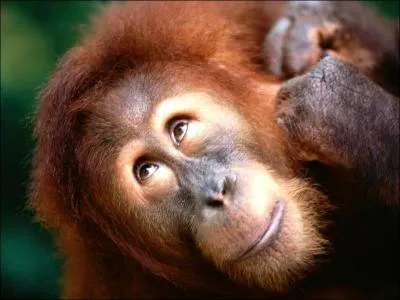 Combien environ y a-t-il d'espèces de singes ?