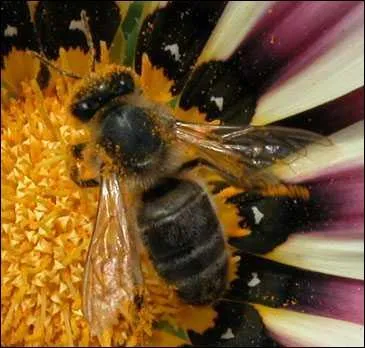 Une abeille ouvrire ne peut :