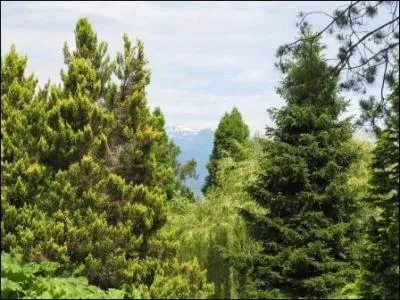 Lequel de ces arbres n'est pas un conifre ?