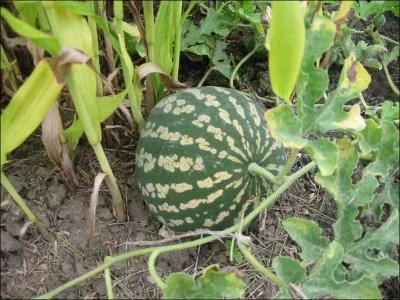 La coloquinte n'est pas utilise comme :