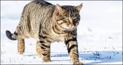 De quelle couleur est-il ? (1)