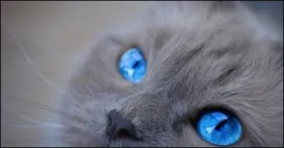 De quelle couleur sont tes yeux ?