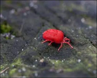 Qu'est-ce qu'un aoûtat ?