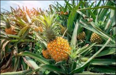 Comment dit-on le mot "ananas" en anglais ?