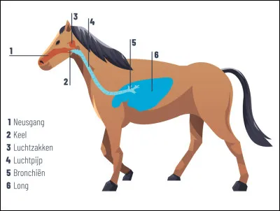 Digestion : doù arrive la nourriture ?