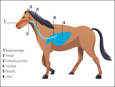 Quelle est la capacité de l'estomac ?