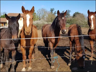 Il y a 3 familles de robes, quelles sont-elles ?