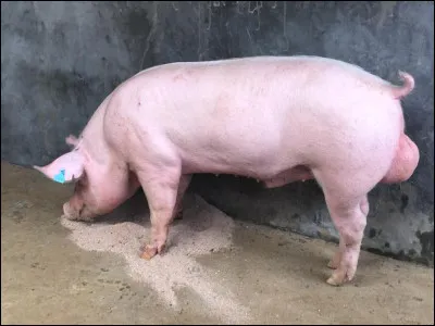 Quelle série télévisée est diffusée sur la 3 depuis 2015 ?