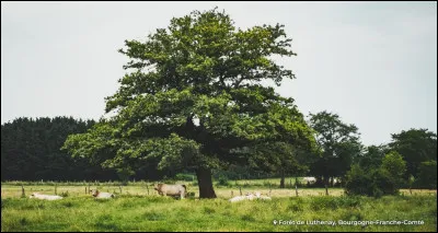 Quel arbre a-t-on généralement dans la maison à cette période de l'année ?