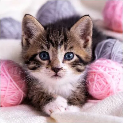 Quel est le plus grand félin ?