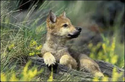 Comment s'appelle le petit de la louve ?