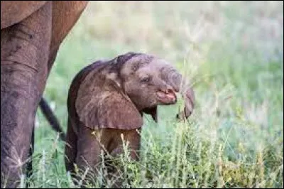 Quel est le nom du petit de l'éléphant ?