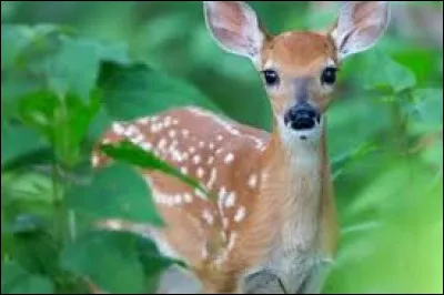 Comment se nomme le petit de la biche ?