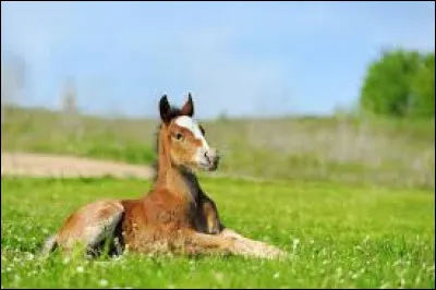Quel est le nom du petit de la jument ?