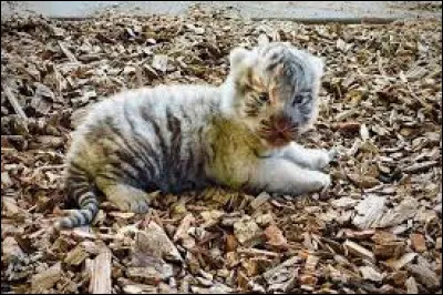 Quel est le nom du petit de la tigresse ?