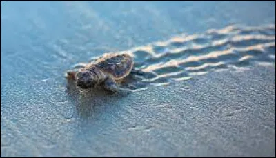 Comment se nomme le petit de la tortue de mer ?