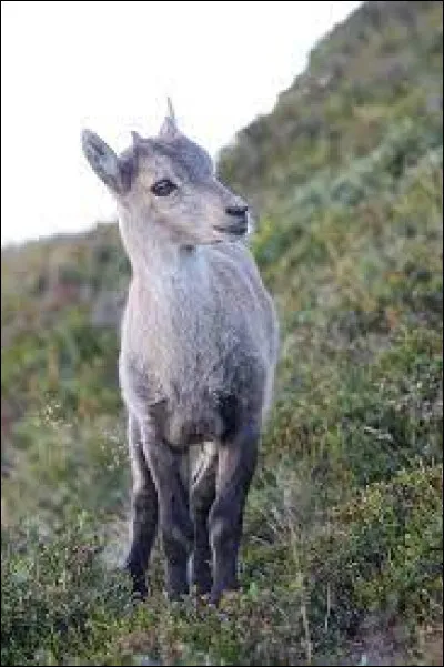 Comment s'appelle le petit de la femelle du bouquetin ?
