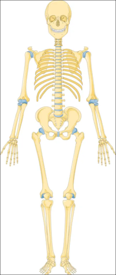 Dans le corps humain, où se situe le muscle pectiné ?