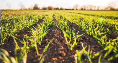 Toutes tes derni&egrave;res &eacute;conomies doivent passer dans l'achat de graines pour la ferme dont tu es d&eacute;sormais le/la propri&eacute;taire ; pas le choix, il faut choisir ce qui te permettra de faire la meilleure r&eacute;colte, tu choisis...