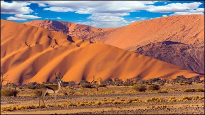 On prend la direction de la Namibie en Afrique. Deuxième pays à la plus faible densité au monde après la Mongolie (3,1 habitants/km²), il possède environ 2 millions d'habitants. Mais pour cette question on va complètement changer de sujet. Quel est l'animal emblème de ce pays africain ?