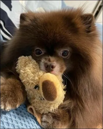 Quel animal pr&eacute;f&egrave;res-tu ?